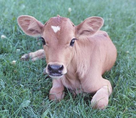 Calves Are Cute Too