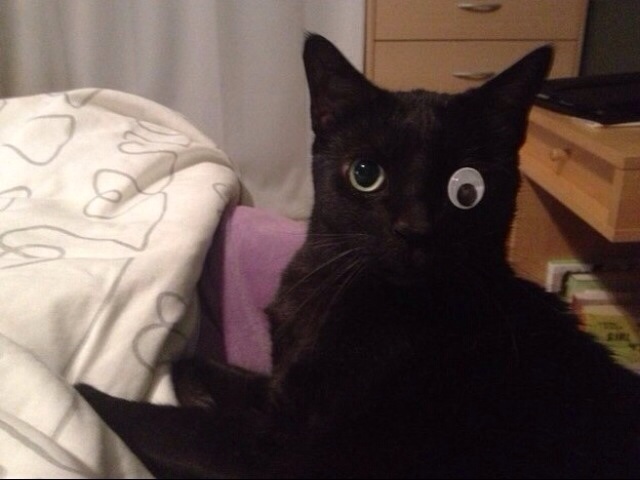 Mad-Eye Meowy
