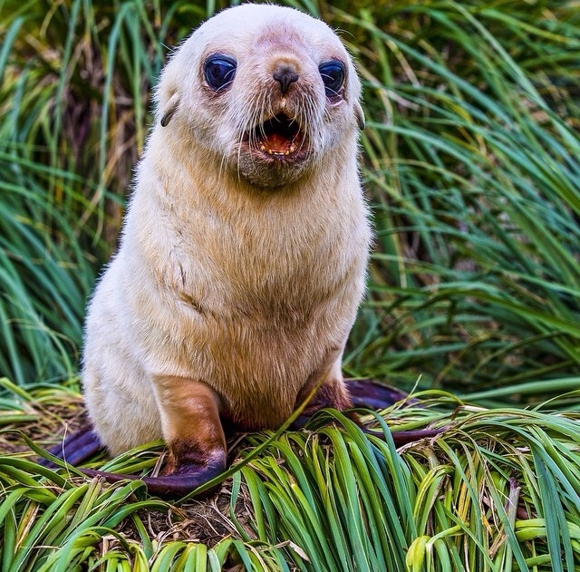 Cute Newborn Antarctic Fur Seal