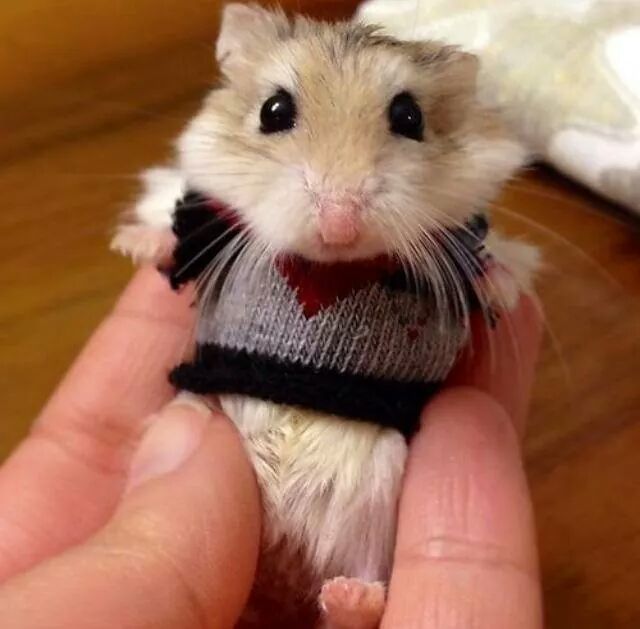 A Hamster That Pays Taxes