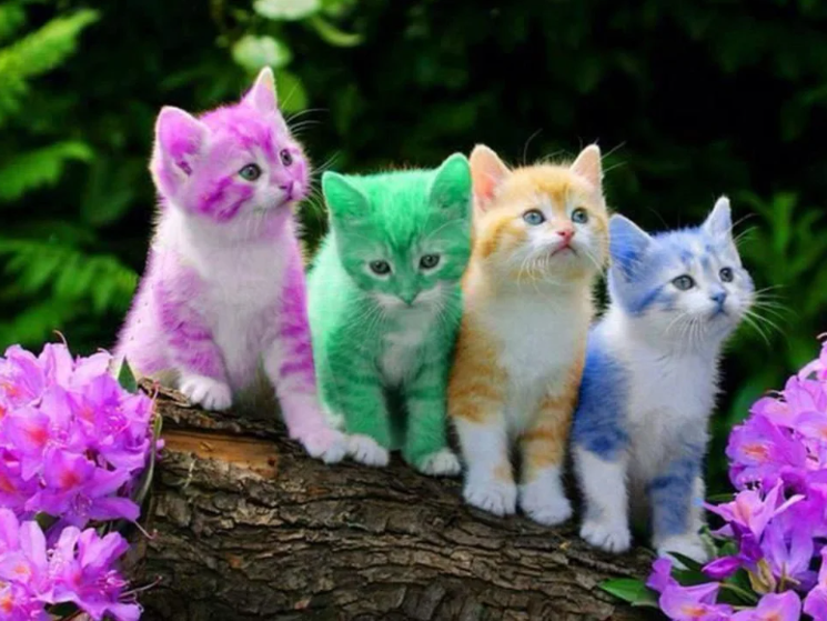 Rainbow of Cats!