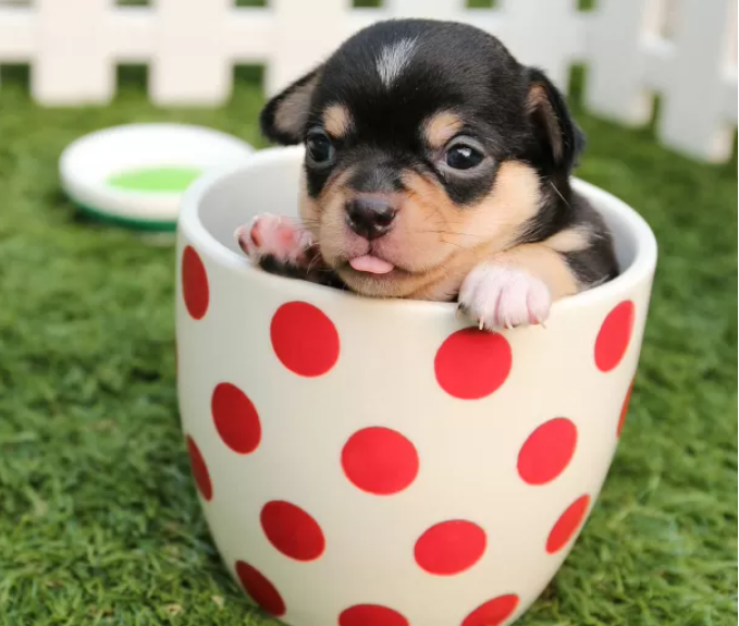 Just a Cup a Cuteness!