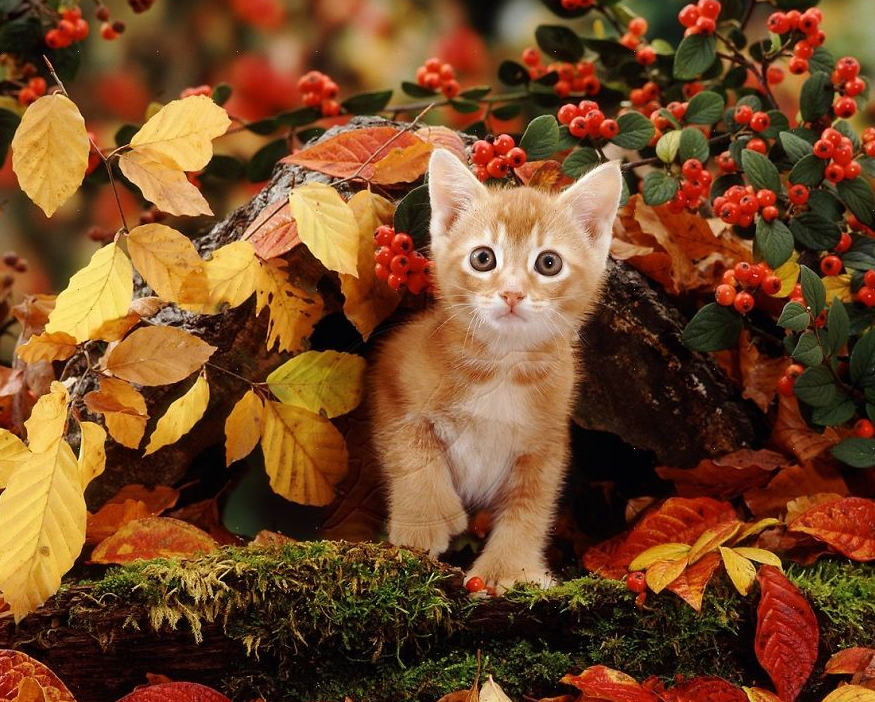 Adorable Kitten Amongst the Autumn Leaves
