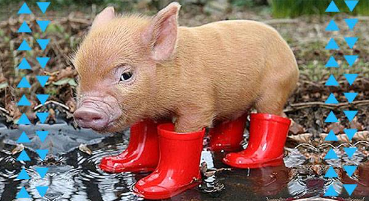Cute Pig in His Little Boots