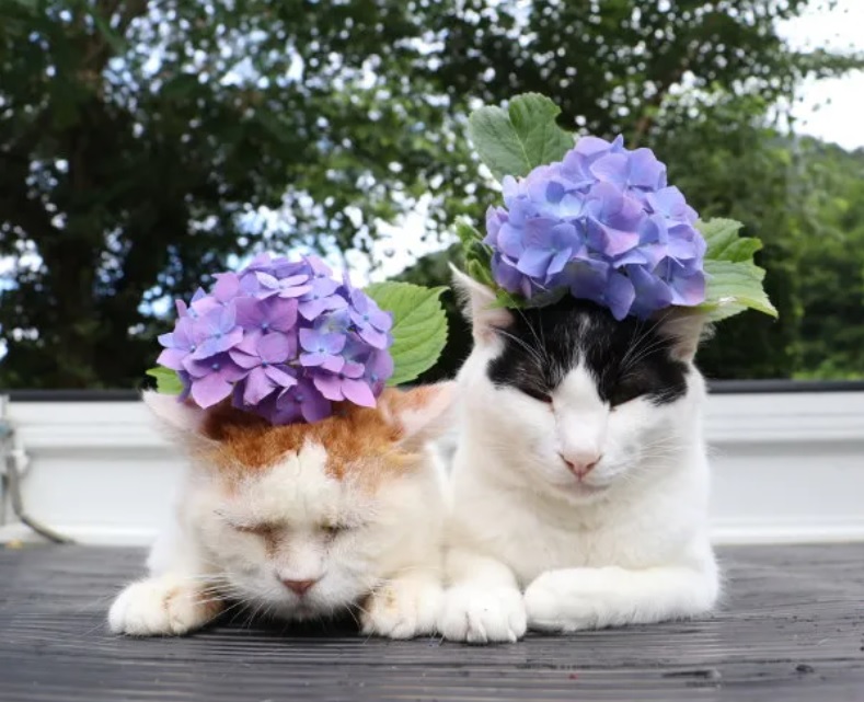 2 Adorable Cat with Flowers