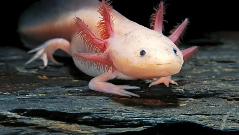 Adorable Pink Sea Creature